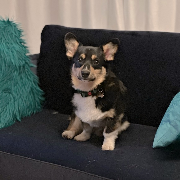 Meet your Posher, Elle - Picture 3 of 3